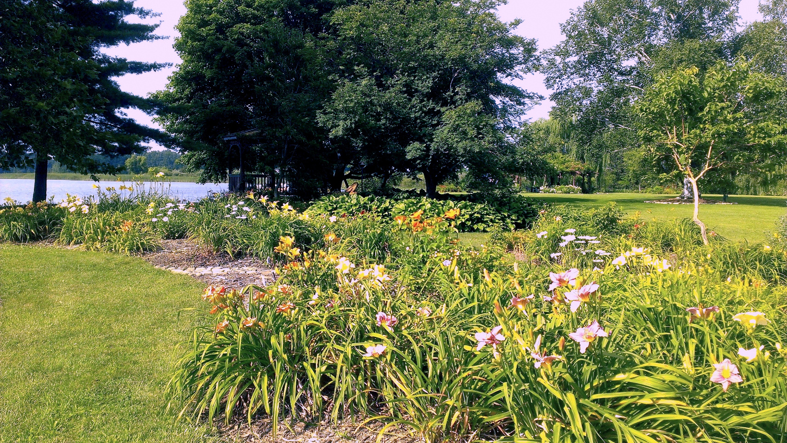 Look across Daylily flowerbeds